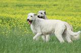 IRISH WOLFHOUND 017